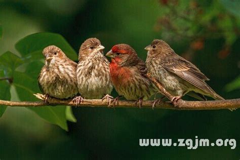 夢到養鳥|夢見鳥─夢境解析─解夢夢工廠─科技紫微網